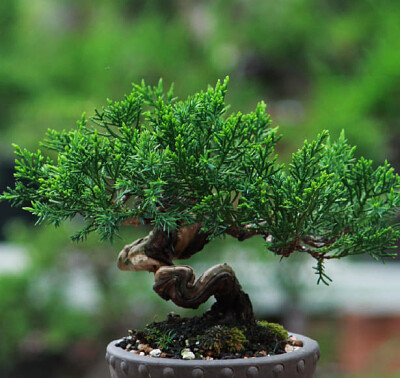 פאזל של Bonsai