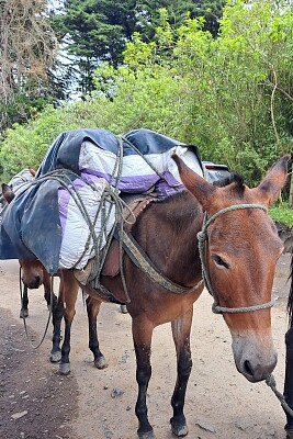 Transporte  en el eje cafetero