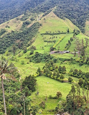 Valle del Cocora Q. Colombia jigsaw puzzle