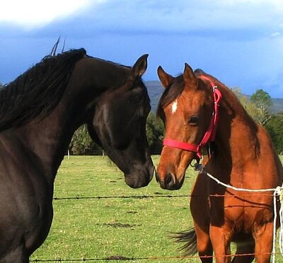 parejas animales