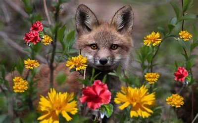 Renard et fleurs