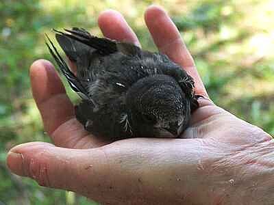 A Bird In The Hand jigsaw puzzle