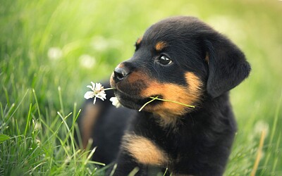 Rottweiler bebe