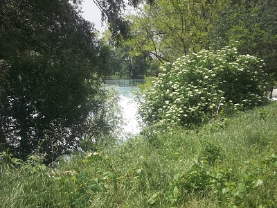 il fiume tra gli alberi