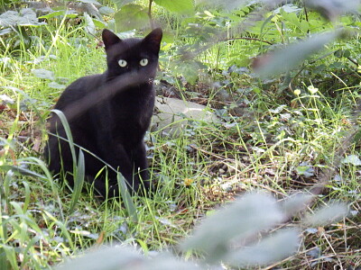 פאזל של il gatto