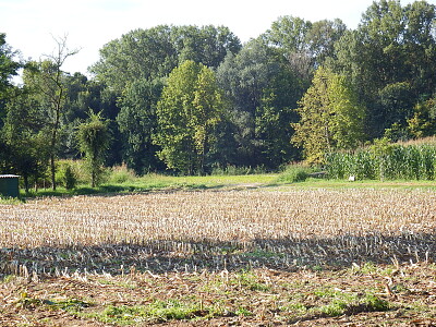 il limitare del bosco