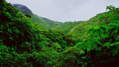 Hutan tropis jigsaw puzzle