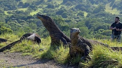 komodo jigsaw puzzle