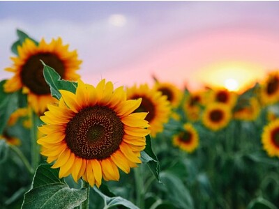 girasoles cute