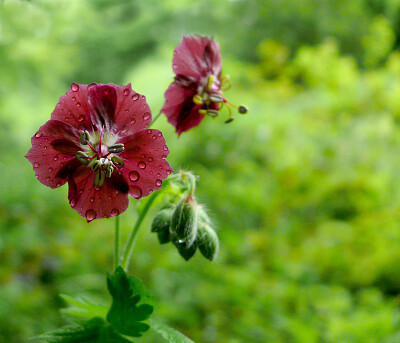 פאזל של Géranium sombre