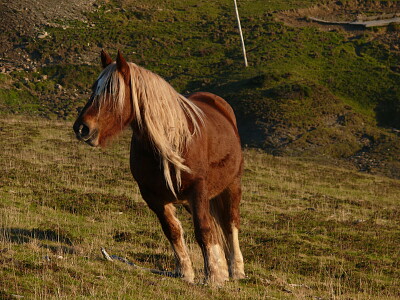 פאזל של Cheval Pyrénées