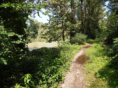 sentiero nel bosco