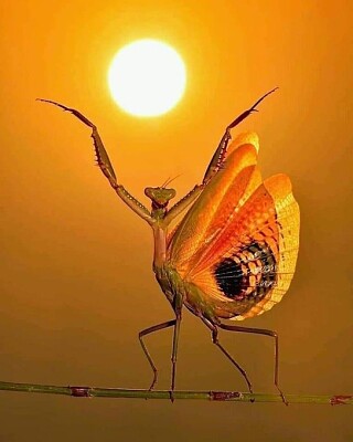 פאזל של Mantis