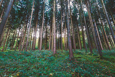 Nature jigsaw puzzle