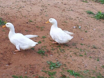 White ducks