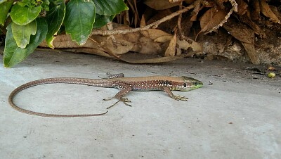 skink jigsaw puzzle