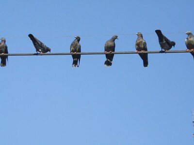 פאזל של pigeons