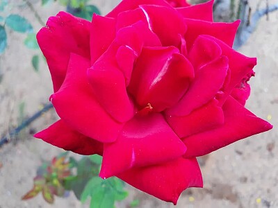 פאזל של red rose