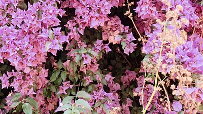 Pink ornamental plant jigsaw puzzle