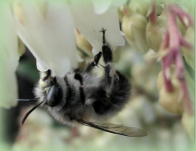 Abeille jigsaw puzzle