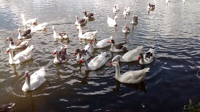 PATOS