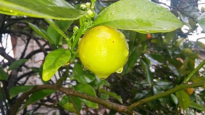 lemon in the rain