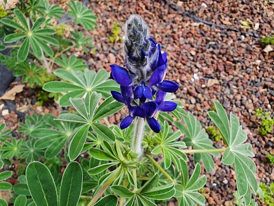 Purple lupine jigsaw puzzle