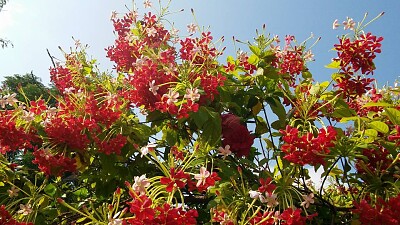 flowers jigsaw puzzle