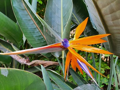 Bird of Paradise