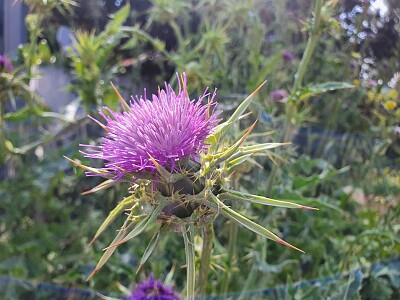 thistle jigsaw puzzle