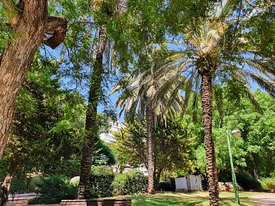 פאזל של palm tree