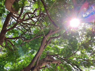 פאזל של Sun between branches