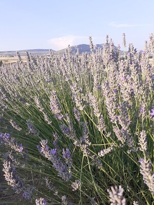 Lavanda jigsaw puzzle