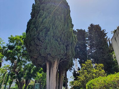 פאזל של tree