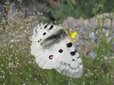 פאזל של Papillon Grand Apollon