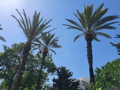 Palm trees jigsaw puzzle