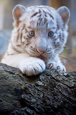 פאזל של Tigre bebe