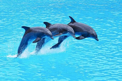 פאזל של Delfines