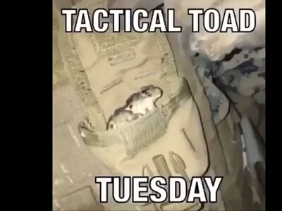 Tactical toad jigsaw puzzle