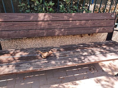 פאזל של bench