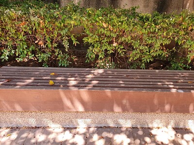 bench