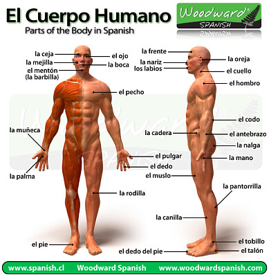 cuerpo humano