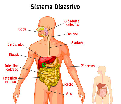 arma el rompecabezas sobre el Sistema Digestivo