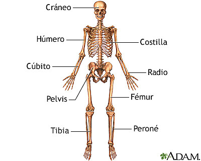 פאזל של El esqueleto humano