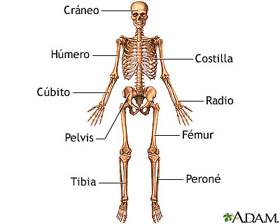 El esqueleto humano jigsaw puzzle