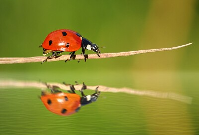 Ladybug reflection jigsaw puzzle