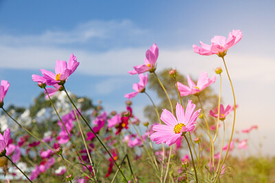 Pink flowers in the wind