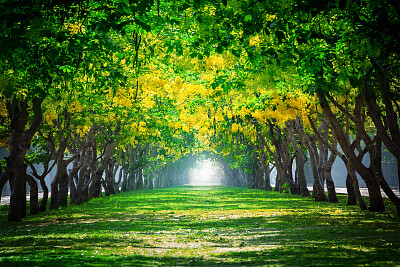 פאזל של Green and gold tree cathedral