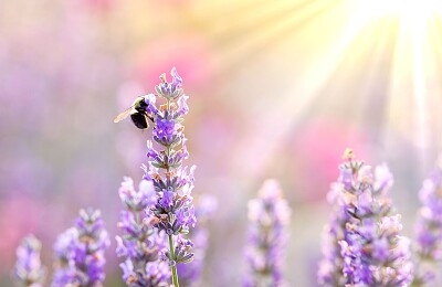 Bee on lavender jigsaw puzzle