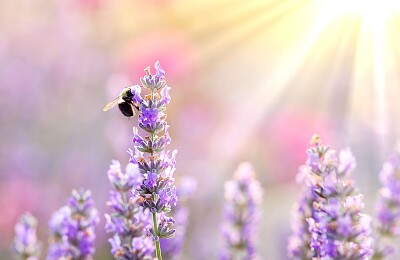 פאזל של Bee on lavender